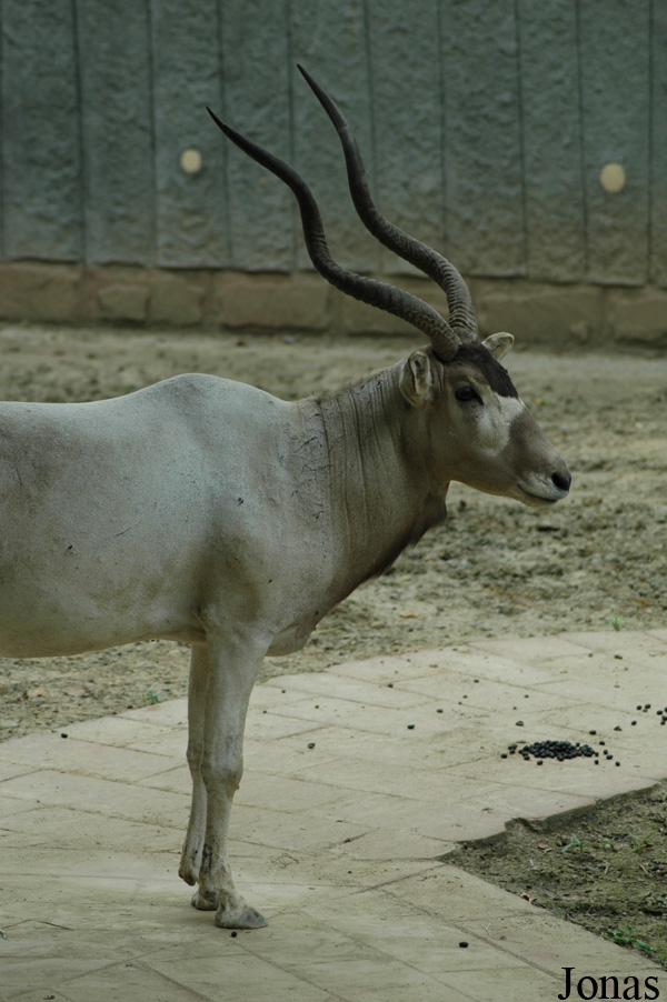 Chengdu Zoo