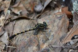 Gomphidae