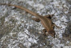 Podarcis muralis