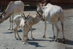 Addax nasomaculatus