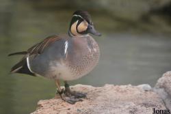 Zoo Bojnice