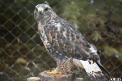 Buteo lagopus