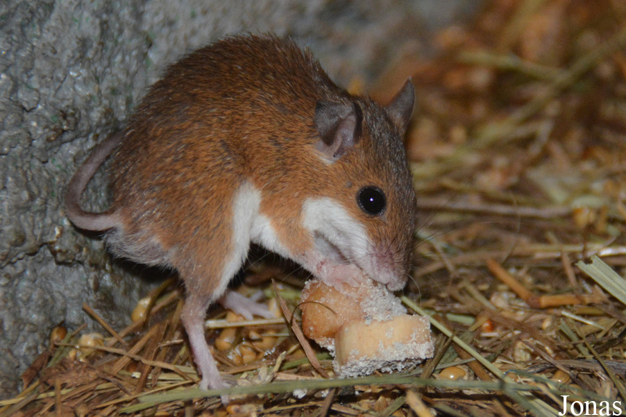 Zoo Bojnice