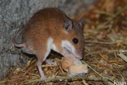 Zoo Bojnice