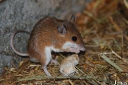 Zoo Bojnice