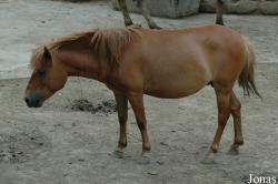 Poney Chinois