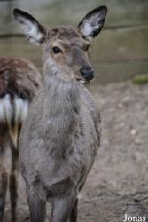 Zoo Bojnice