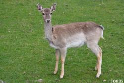 Zoo Bojnice