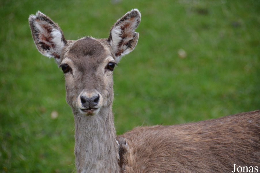 Zoo Bojnice