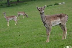 Zoo Bojnice