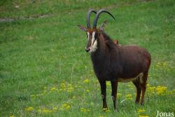 Zoo Bojnice