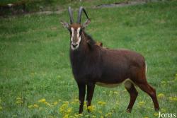 Zoo Bojnice