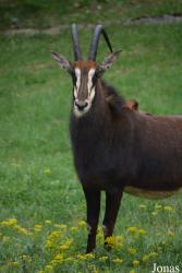 Zoo Bojnice