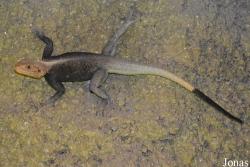 Agama finchi