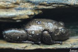Kassininae
