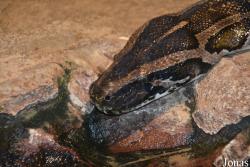 Zoo Bojnice