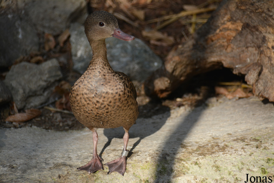 Zoologická Záhrada Košice