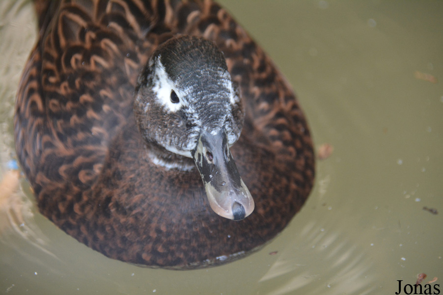 Zoologická Záhrada Košice