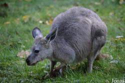 Opel-Zoo