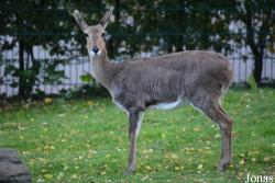 Opel-Zoo