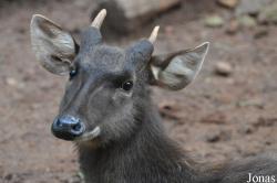 Rusa unicolor