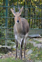 Opel-Zoo