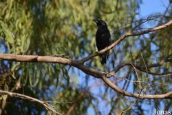 Sturnus unicolor