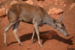 Jardin Zoologique de Rabat