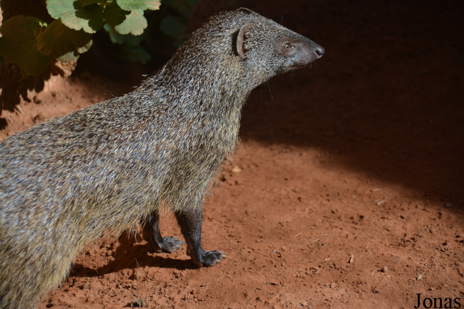 Jardin Zoologique de Rabat