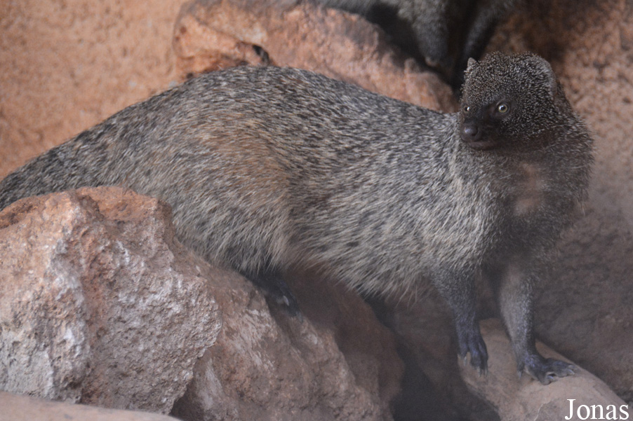 Jardin Zoologique de Rabat