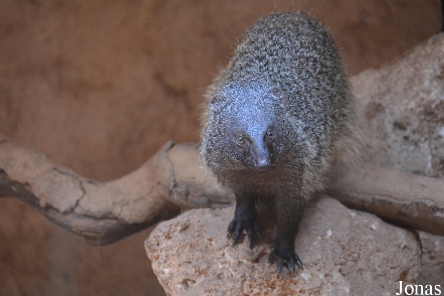 Jardin Zoologique de Rabat