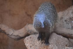 Jardin Zoologique de Rabat