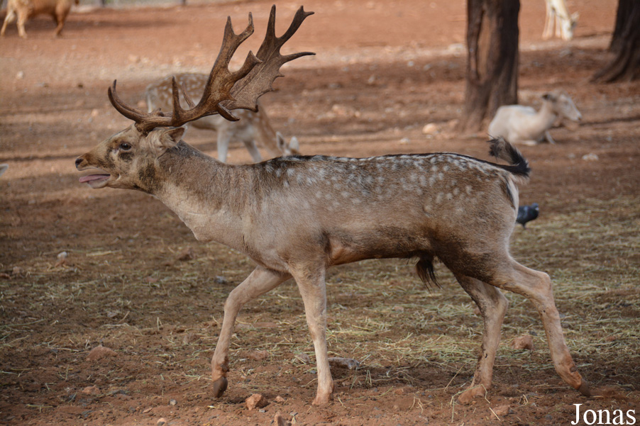 Jardin Zoologique de Rabat