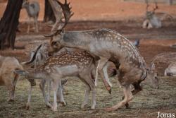 Jardin Zoologique de Rabat