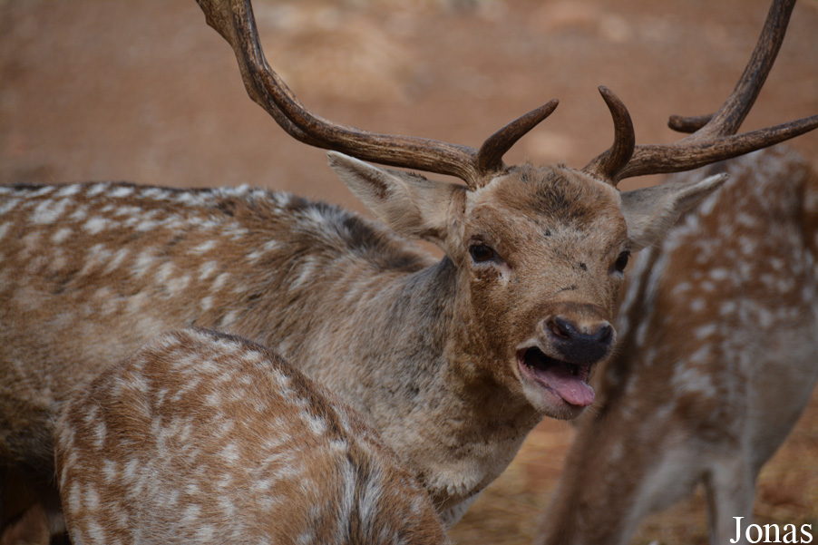 Jardin Zoologique de Rabat