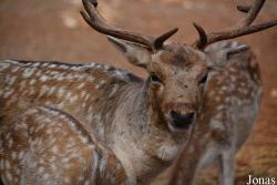 Jardin Zoologique de Rabat