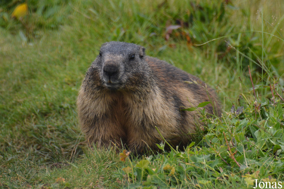 Marmottes Paradis