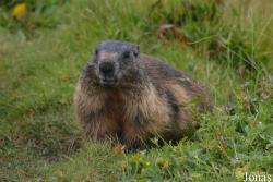 Marmottes Paradis