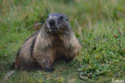 Marmottes Paradis