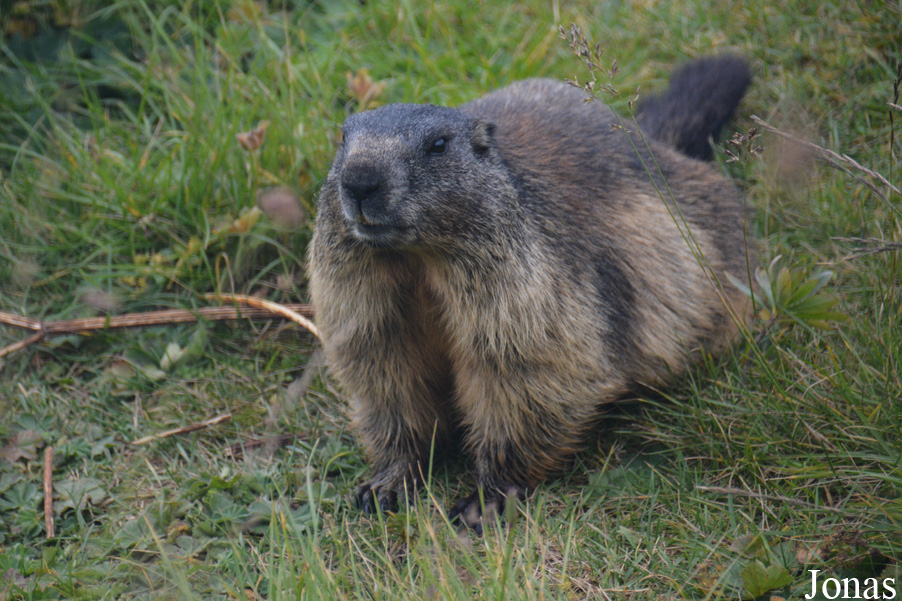 Marmottes Paradis