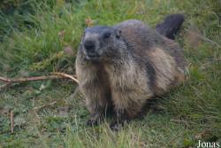 Marmottes Paradis