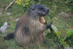 Marmottes Paradis