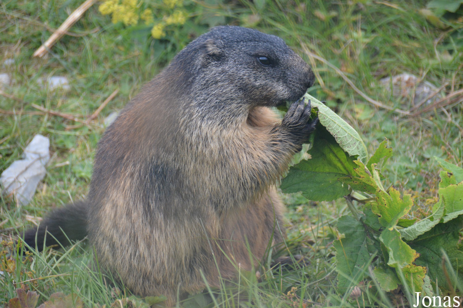 Marmottes Paradis