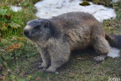 Marmottes Paradis