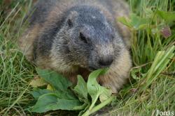 Marmottes Paradis