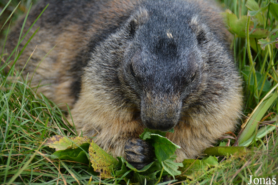 Marmottes Paradis