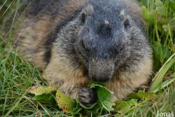 Marmottes Paradis