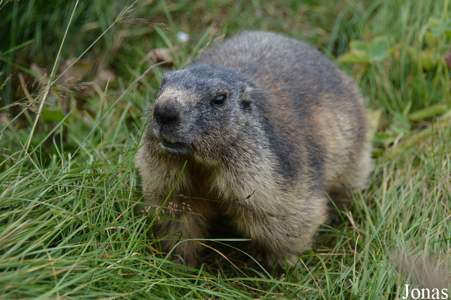 Marmottes Paradis