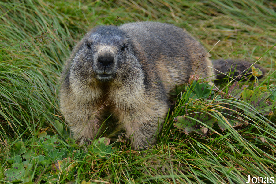 Marmottes Paradis