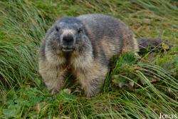 Marmottes Paradis